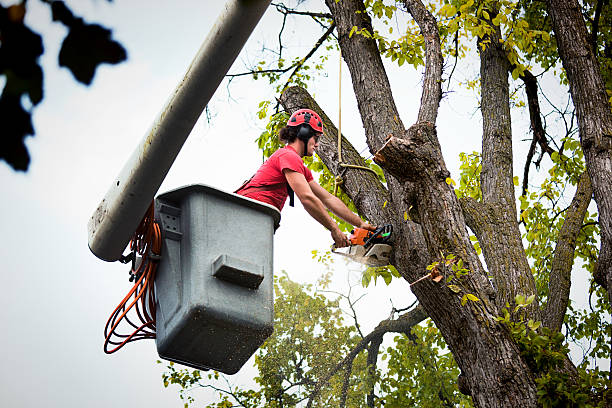 Best Tree Branch Trimming  in Ridgeway, AK